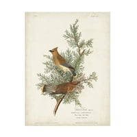 John James Audubon' Cedar Bird ' Platno Art