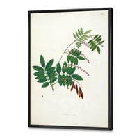 Drevni botanici XI Uokvirila slikanje platno Art Print