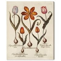 Wynwood Studio cvjetna i Botanička tradicionalna Umjetnost platna - Botanička Retro Lala, zidna umjetnost